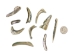 Mexican Green Abalone Shell Lips: Medium (1/2 lb) - 221-GTLNAM-AS (Y3LRK)