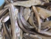 Mexican Green Abalone Shell Lips: Medium (1/2 lb) - 221-GTLNAM-AS (Y3LRK)