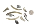 Mexican Green Abalone Shell Lips: Small (1/2 lb) - 221-GTLNAS-AS (Y3LRH)
