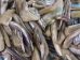 Mexican Green Abalone Shell Lips: Small (1/2 lb) - 221-GTLNAS-AS (Y3LRH)