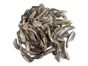 Mexican Green Abalone Shell Lips: Small (1/2 lb) 