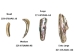 Mexican Green Abalone Shell Lips: Medium (1/2 lb) - 221-GTLNAM-AS (Y3LRK)
