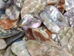 Mexican Green Abalone Shell Pieces: Large (1/2 lb) - 221-GTPNAL-AS (L6)