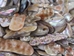 Mexican Green Abalone Shell Pieces: Medium (1/2 lb) - 221-GTPNAM-AS (L6)