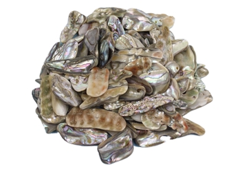 Mexican Green Abalone Shell Pieces: Medium (1/2 lb) unpolished chipped broken Mexican green abalone shell