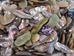 Mexican Green Abalone Shell Pieces: Small (1/2 lb) - 221-GTPNAS-AS (L6)