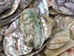 Mexican Green Abalone Shell Pieces: Extra Large (1/2 lb) - 221-GTPNAXL-AS (L6)