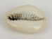 Cut Ringtop Cowrie Shells (kg) - 269-274C-KG (Y1XC03)