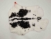 Czech #2/#3 Breeder Rabbit Skin: Black and White Spotted - 283-2-CZNSP1-AS (Y2H)