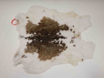 Czech #2/#3 Breeder Rabbit Skin: Brown and White Spotted Spotted rabbit skins, Czech Fawn rabbit fur, Czech rabbit pelt, natural color, rabbit