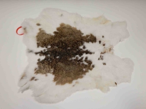 Czech #2/#3 Breeder Rabbit Skin: Brown and White Spotted Spotted rabbit skins, Czech Fawn rabbit fur, Czech rabbit pelt, natural color, rabbit