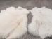 Czech #2/#3 Breeder Rabbit Skin: White - 283-2-CZW-AS (Y2HRL)