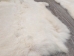 Czech #2/#3 Breeder Rabbit Skin: White - 283-2-CZW-AS (Y2HRL)