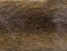 Nutria Skin: Light: Large: 23"-26" - 31-03L-AS (Y1KWR)