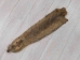 Nutria Skin: Light: Large: 23"-26" - 31-03L-AS (Y1KWR)