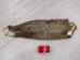 Nutria Skin: Craft: Assorted - 31-CR-AS (Y1KWR)