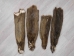 Nutria Skin: Craft: Assorted - 31-CR-AS (Y1KWR)