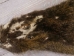 Nutria Skin: Craft: Assorted - 31-CR-AS (Y1KWR)
