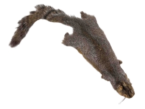 American Gray Squirrel Skin 