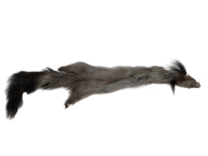 Russian Gray Squirrel: #1 