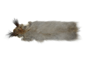 Russian Gray Squirrel: #2 