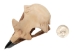 Realistic Eagle Skull - 356-20 (Y1XC15)