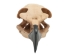 Realistic Eagle Skull - 356-20 (Y1XC15)