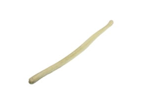 Black Bear Baculum 