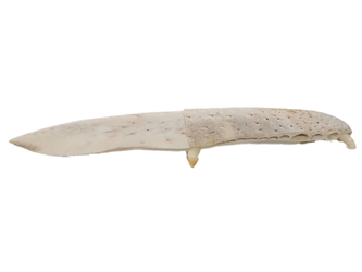 Alligator Jaw Bone Knife: Extra Large 
