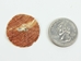 Australian Abalone Button: 44-Line (27.9mm or 1.1&quot;) - 495-44L