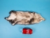 North American Opossum Skin: Assorted - 527-AS (8UL28)