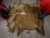 Cow Rawhide: Full Hide: Thick: Natural - 55-20-FULL10-AS