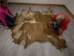 Cow Rawhide: Full Hide: Thick: Natural - 55-20-FULL10-AS