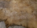 Cow Rawhide: Full Hide: Thick: Bleached - 55-20-FULL11-AS (8UK14)
