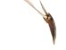 Real 1-Claw North American Badger Necklace - 560-701 (Y2KC11)