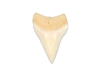 White Tip Shark Tooth: 15/16" 