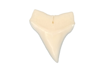 White Tip Shark Tooth: 7/8" 