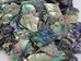 Paua Shell Pieces: Gloss Drilled: Large (1/4 lb) - 565Z-TPGDL-AS (L2)