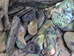 Paua Shell Pieces: Natural: Unsorted (1/4 lb) - 565Z-TPNUK-AS