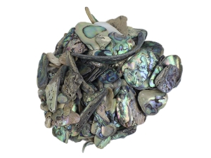 Paua Shell Pieces: Natural: Unsorted (1/4 lb) 