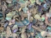 Paua Shell Pieces: Natural: Extra-Fine (1/4 lb) - 565Z-TPNXF-AS