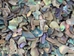 Paua Shell Pieces: Natural: Extra-Fine (1/4 lb) - 565Z-TPNXF-AS