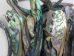 Paua Shell Rims: Satin: Large (1/4 lb) - 565Z-TPSRL-AS (Y3LRK)