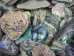Paua Shell Pieces: Satin: Small (1/4 lb) - 565Z-TPSS-AS