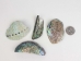 Paua Shell Pieces: Satin: Extra Large (1/4 lb) - 565Z-TPSXL-AS (Y3LRH)