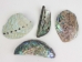 Paua Shell Pieces: Satin: Extra Large (1/4 lb) - 565Z-TPSXL-AS (Y3LRH)
