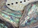 Paua Shell Pieces: Satin: Extra Large (1/4 lb) - 565Z-TPSXL-AS (Y3L)