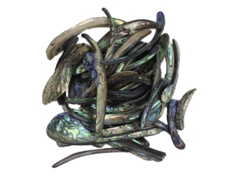 Paua Shell Wings/Fans: Satin: Unsorted (1/4 lb) 