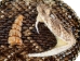 Rattlesnake Belt Buckle: Half Head and Rattle - 598-BB405 (Y1XC02)