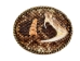 Rattlesnake Belt Buckle: Half Head and Rattle - 598-BB405 (Y1XC02)